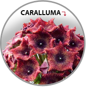 Caralluma Fimbriata