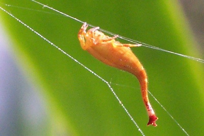 Aranhas Diferentes Tipos.Aranha Escorpião